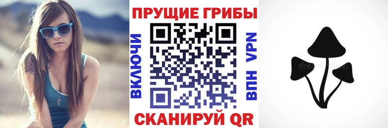 Купить  Динская  Псилоцибиновые грибы Psilocybe 